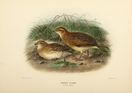 LITTLE BUTTON QUAIL Australian - Mathews