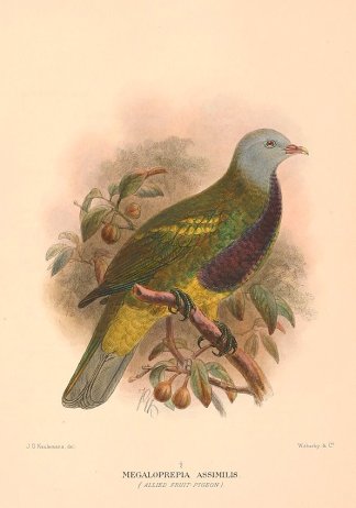 ALLIED FRUIT DOVE Australian