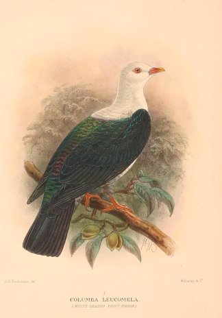 BANDED FRUIT DOVE Australian