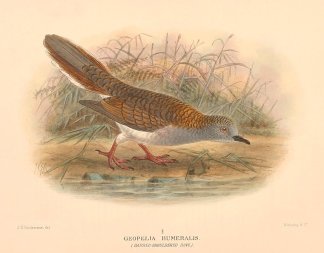 BAR SHOULDERED DOVE Australian