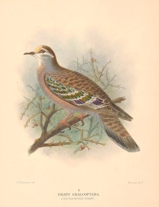 BRONZEWING Australian