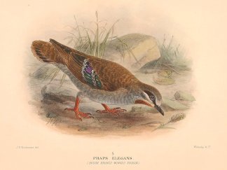 BRUSH BRONZEWING Australian