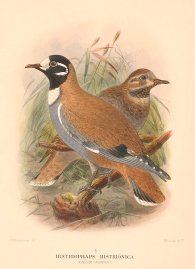 FLOCK BRONZEWING Australian - Mathews FLOCK BRONZEWING