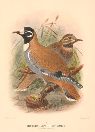 FLOCK BRONZEWING Australian