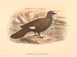 WHITE QUILLED ROCK PIGEON Australian