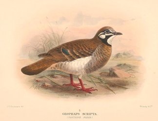 PARTRIDGE PIGEON Australian