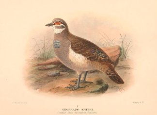 PARTRIDGE PIGEON Australian