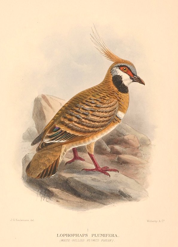 SPINIFEX PIGEON - Antique Print from 1911