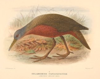 CHESTNUT RAIL Australian