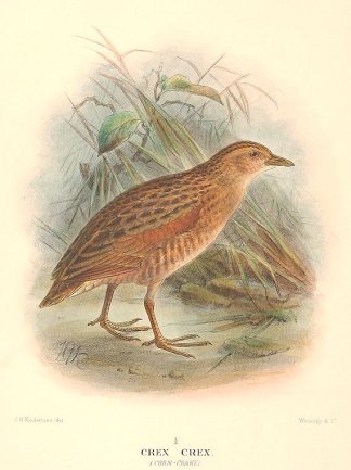 CORNCRAKE Australian