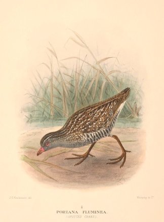 AUSTRALIAN CRAKE Australian