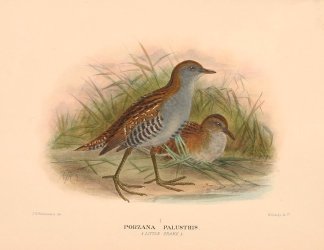 LITTLE CRAKE Australian