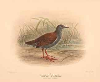 SPOTLESS CRAKE Australian