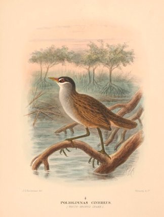 WHITE BROWED CRAKE Australian