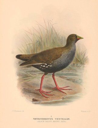 BLACK TAILED NATIVE HEN Australian