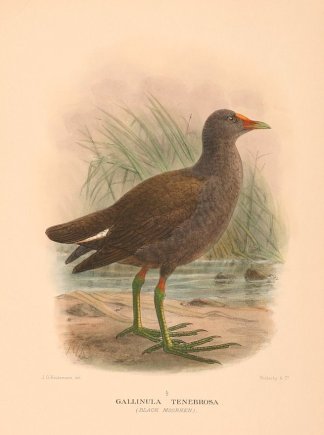 DUSKY MOORHEN Australian