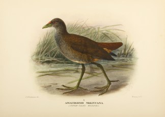 BROWN RAIL Australian