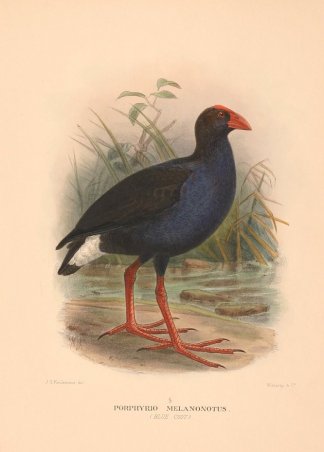 EASTERN PURPLE SWAMPHEN Australian