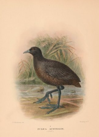 EURASIAN COOT Australian