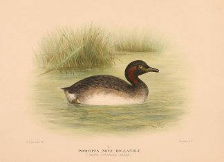 AUSTRALASIAN GREBE Australian