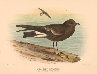 WILSON’S STORM PETREL Australian