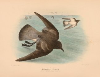 GRAY BACKED STORM PETREL Australian
