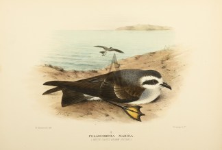 WHITE FACED STORM PETREL Australian
