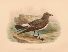 VIEILLOT’S STORM PETREL Australian - Mathews