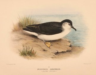 LITTLE SHEARWATER Australian