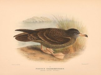 WEDGE TAILED SHEARWATER Australian