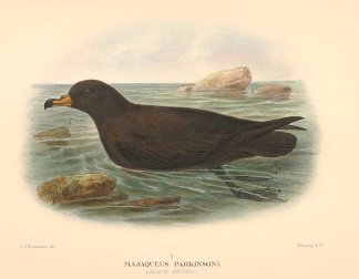 BLACK PETREL Australian