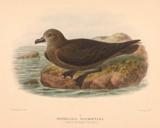 GREAT WINGED PETREL Australian