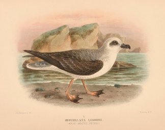 WHITE HEADED PETREL Australian