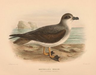 SOFT PLUMAGED PETREL Australian