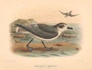 BLUE PETREL Australian