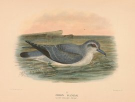 ANTARCTIC PRION Australian - Mathews ANTARCTIC PRION