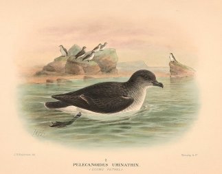 COMMON DIVING PETREL Australian