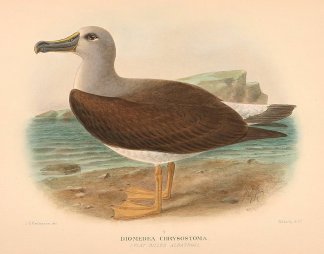 GREY HEADED ALBATROSS Australian