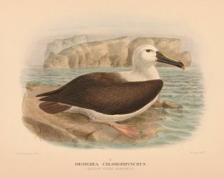 YELLOW NOSED ALBATROSS Australian
