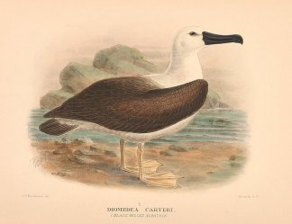 INDIAN OCEAN YELLOW NOSED ALBATROSS Australian
