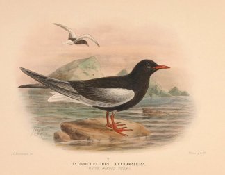 WHITE WINGED TERN Australian