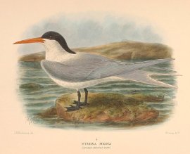 Sterna media (Lesser Crested Tern). BIRDS