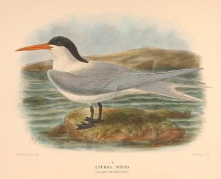Sterna media (Lesser Crested Tern). Australian