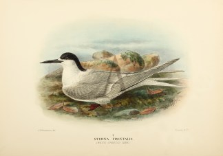 Sterna Frontalis. (White-fronted Tern). Australian