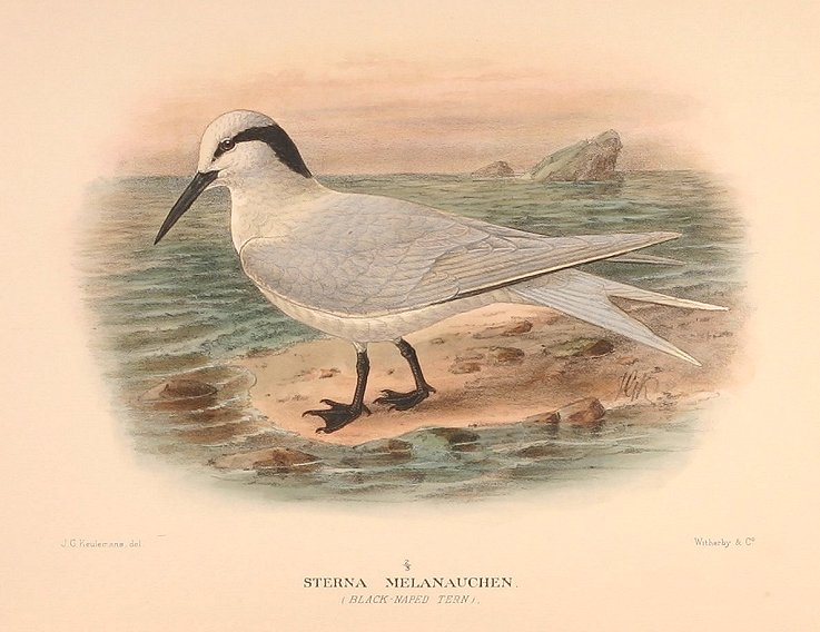 BLACK NAPED TERN - Antique Print from 1913