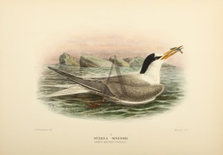 EASTERN LITTLE TERN Australian