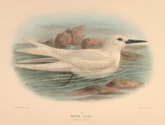 Gygis alba. (White tern). Australian
