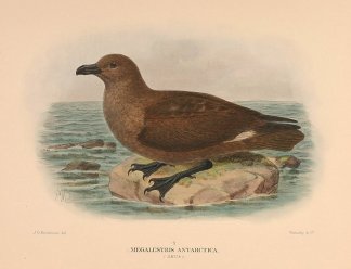 SOUTHERN SKUA Australian