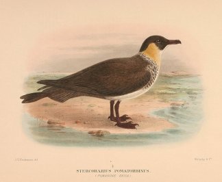 POMARINE JAEGER Australian