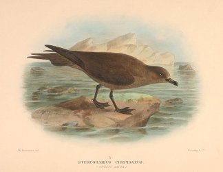 ARCTIC JAEGER Australian